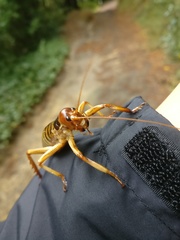Hemideina crassidens