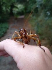 Hemideina crassidens
