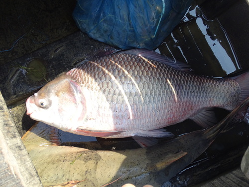 Catla (Gibelion catla) — Cyprinidae — 5