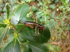 Hemideina crassidens