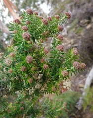 Ozothamnus reflexus