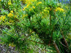 Euryops brevipapposus