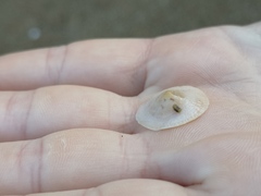 Calyptraea chinensis