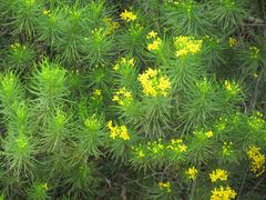 Euryops brevipapposus