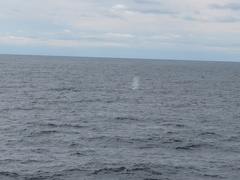 Balaenoptera physalus