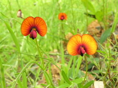 Isotropis cuneifolia