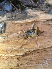 Hemideina crassidens