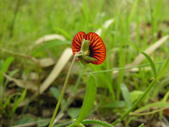 Isotropis cuneifolia