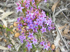 Calytrix leschenaultii