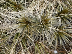 Celmisia armstrongii