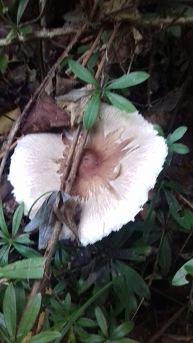 Macrolepiota mastoidea — (c) bogsuckers, some rights reserved (CC BY)