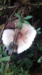 Macrolepiota konradii