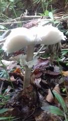 Macrolepiota konradii