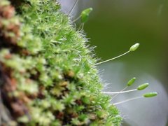 Leptostomum macrocarpum