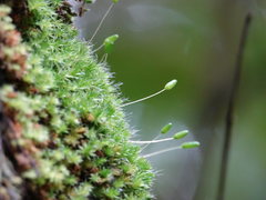 Leptostomum macrocarpum