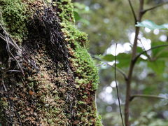 Leptostomum macrocarpum