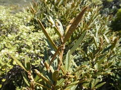 Pseudopanax linearis