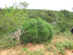 Euryops brevipapposus