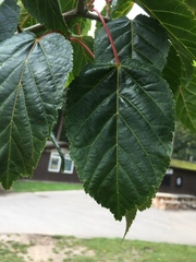 Acer capillipes