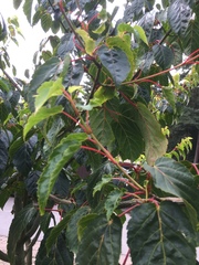 Acer capillipes