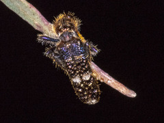 Scrobiger splendidus