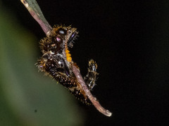 Scrobiger splendidus