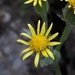 Sticky Groundsel - Photo (c) Denis Ivanov, some rights reserved (CC BY-NC), uploaded by Denis Ivanov