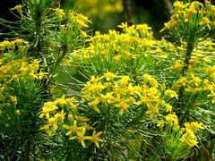 Euryops brevipapposus