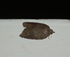 Acleris sparsana