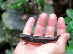 Cynops ensicauda ensicauda
