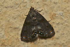 Paracataclysta fuscalis