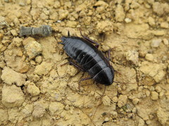 Maoriblatta