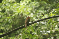 Actenoides monachus capucinus