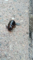Scarabaeidae