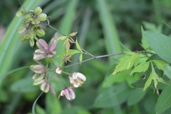 Rhodosciadium diffusum