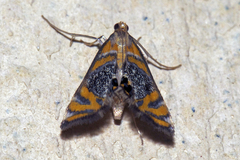 Nymphicula