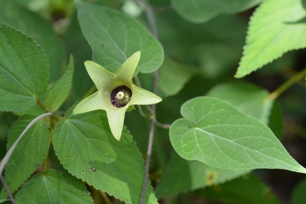 Polystemma viridiflorum