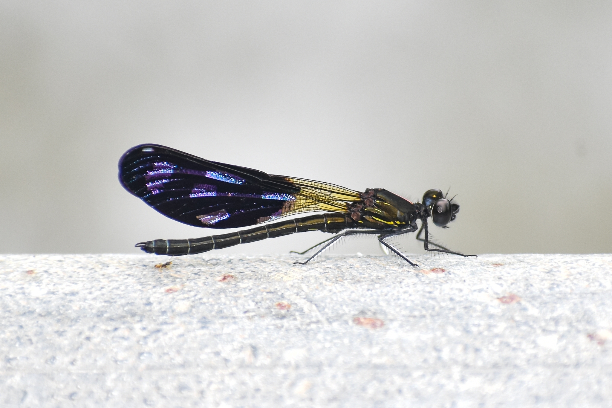 Lesser Black Jewel