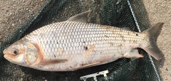 Streaked Prochilod photo 4