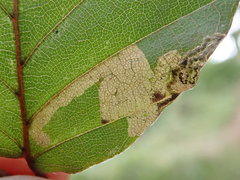 Stigmella hemargyrella