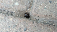 Scarabaeidae