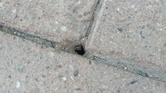 Scarabaeidae