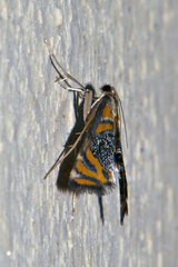 Nymphicula