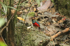 Erythropitta celebensis