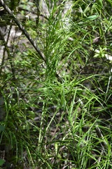 Chamaedorea glaucifolia