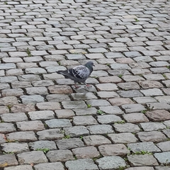 Columba livia domestica