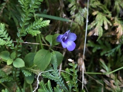 Torenia asiatica