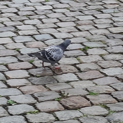 Columba livia domestica