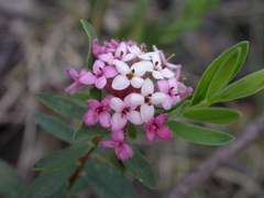Pimelea alpina