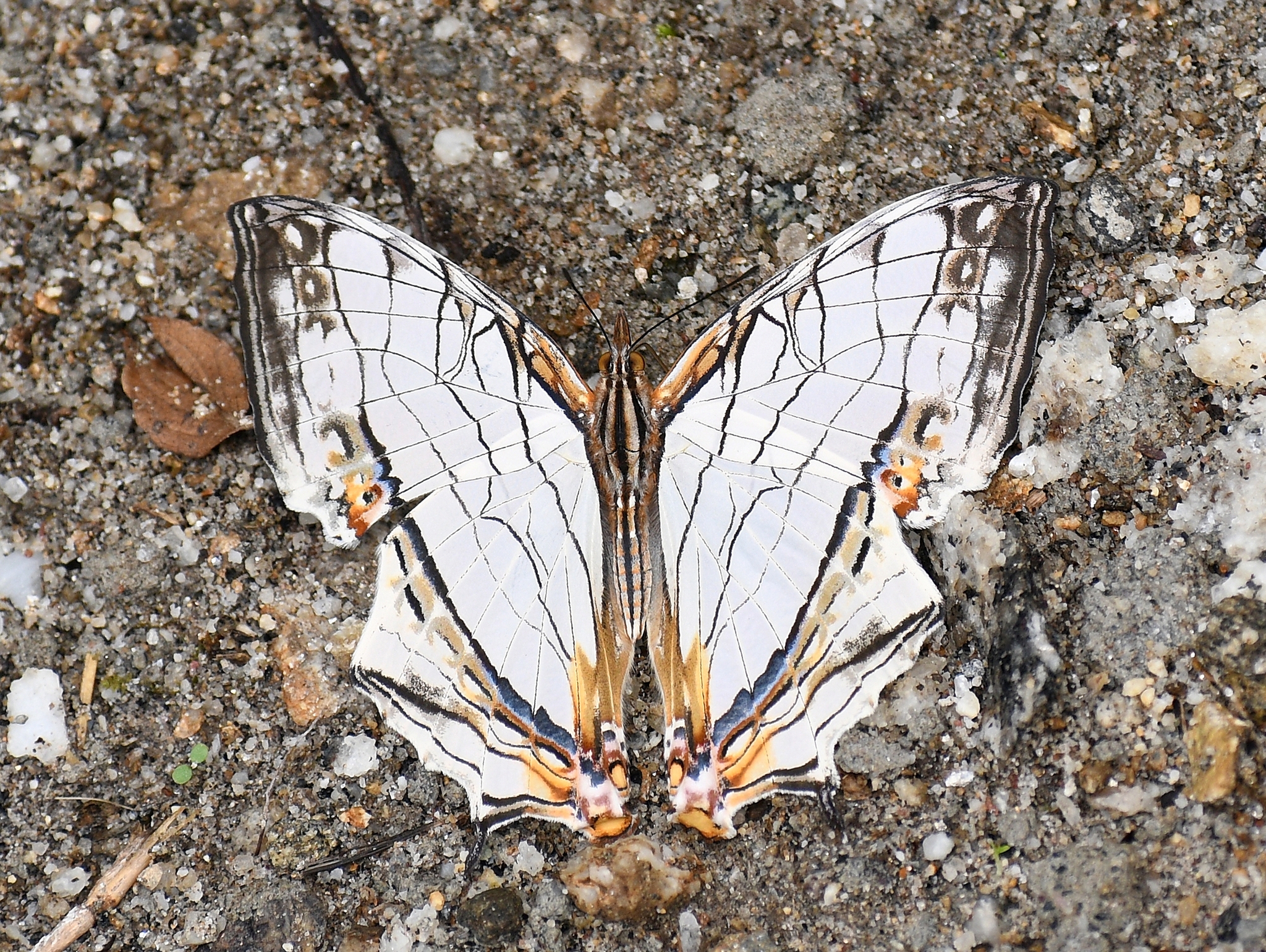 Map Butterfly